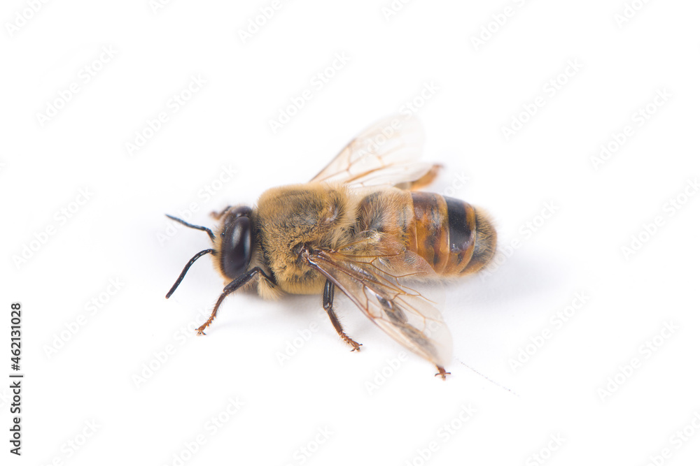bee or honeybee isolated on white background bee or honeybee isolated on white background