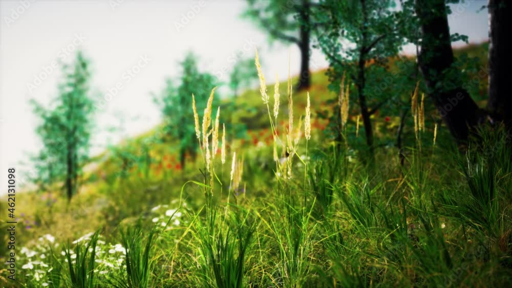 grass field and forest trees grass field and forest trees