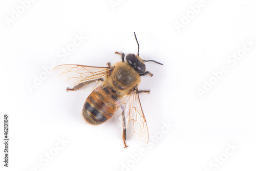 bee or honeybee isolated on white background