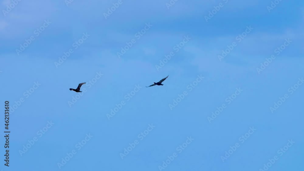 Two black cormorants fly against a background of blue sky . Slow motion video. Two black cormorants fly against a background of blue sky . Slow motion video.