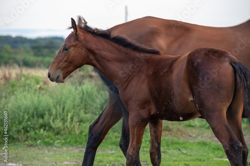 Beautiful brown horse on a green background