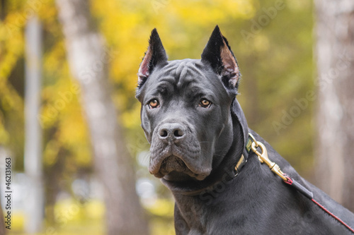 Cane corso italiano (Safira Omela Black) Golden autumn