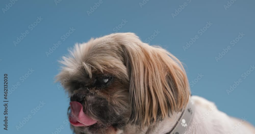 close up of lovely little shih tzu dog looking to side, being hungry and licking nose while standing on blue background in studio close up of lovely little shih tzu dog looking to side, being hungry and licking nose while standing on blue background in studio