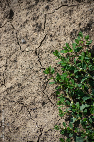 Cracked Earth and green grass. Dried Ground Texture