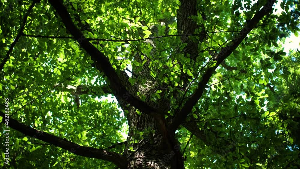 Bottom view of hornbeam tree crown with lush green leaves in summer.
Bottom view of hornbeam tree crown with lush green leaves in summer.