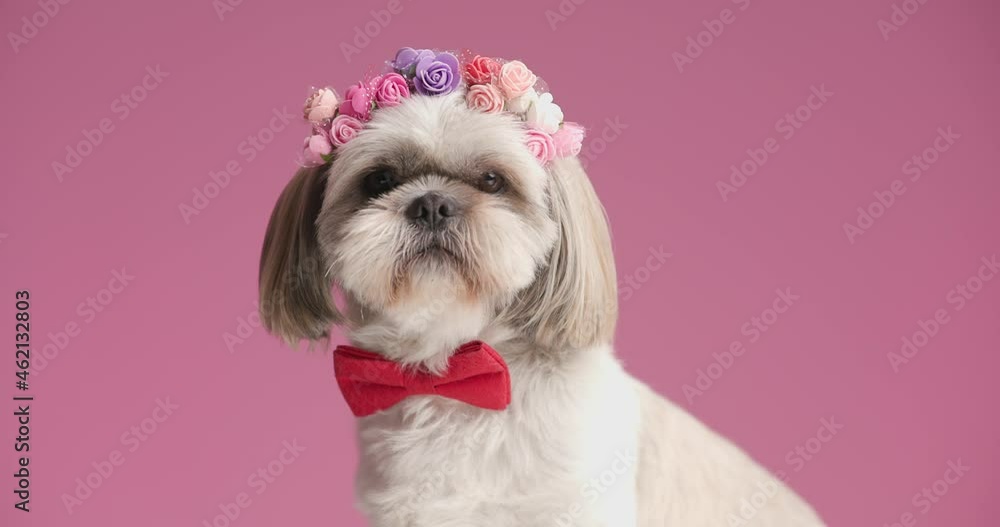 cute shih tzu dog wearing a headband of flowers and a red bowtie on pink background cute shih tzu dog wearing a headband of flowers and a red bowtie on pink background