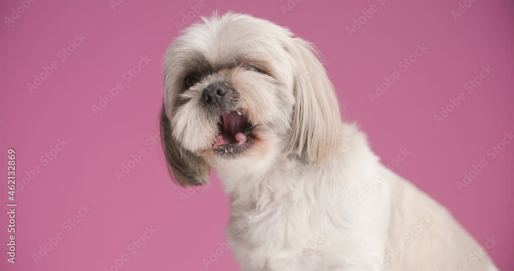 small shih tzu dog licking his mouth, looking at the camera, looking to side on pink background small shih tzu dog licking his mouth, looking at the camera, looking to side on pink background
