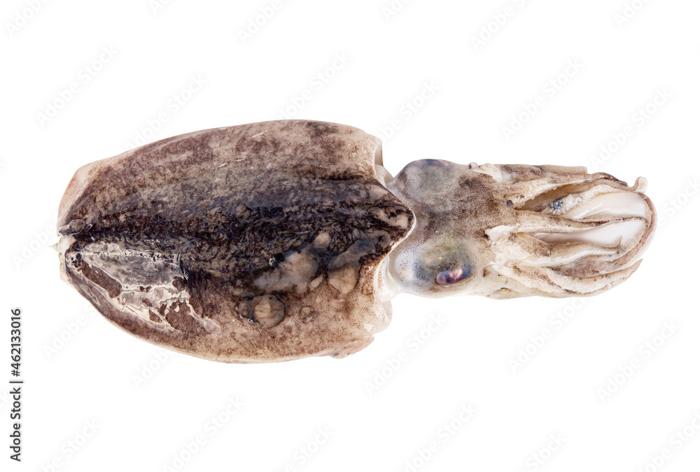 squid isolated on white background