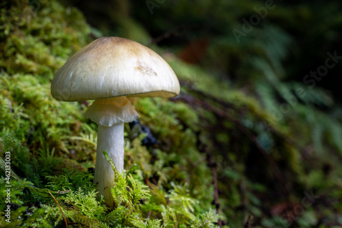 Single white Mushroom