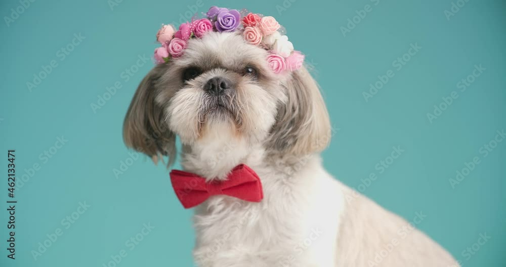 little shih tzu dog wearing flowers on head, a red bowtie on blue background little shih tzu dog wearing flowers on head, a red bowtie on blue background