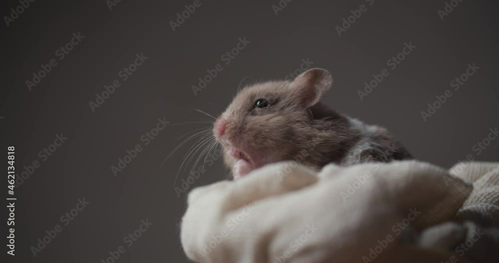 hungry little golden hamster being hungry, eating, moving, sniffing and searching for food while sitting in basket on brown background hungry little golden hamster being hungry, eating, moving, sniffing and searching for food while sitting in basket on brown background