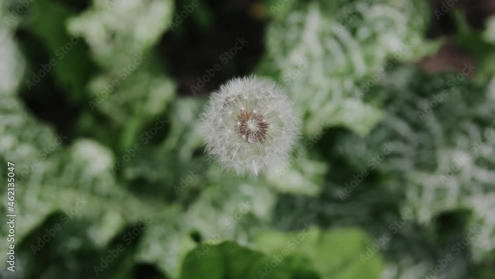 White fluffy dandelions Common Dandelion - Taraxacum officinal. Dandelion seeds in summer. Blurred natural green nature spring background. Bloomed dandelion flower grows from grass. Macro White fluffy dandelions Common Dandelion - Taraxacum officinal. Dandelion seeds in summer. Blurred natural green nature spring background. Bloomed dandelion flower grows from grass. Macro