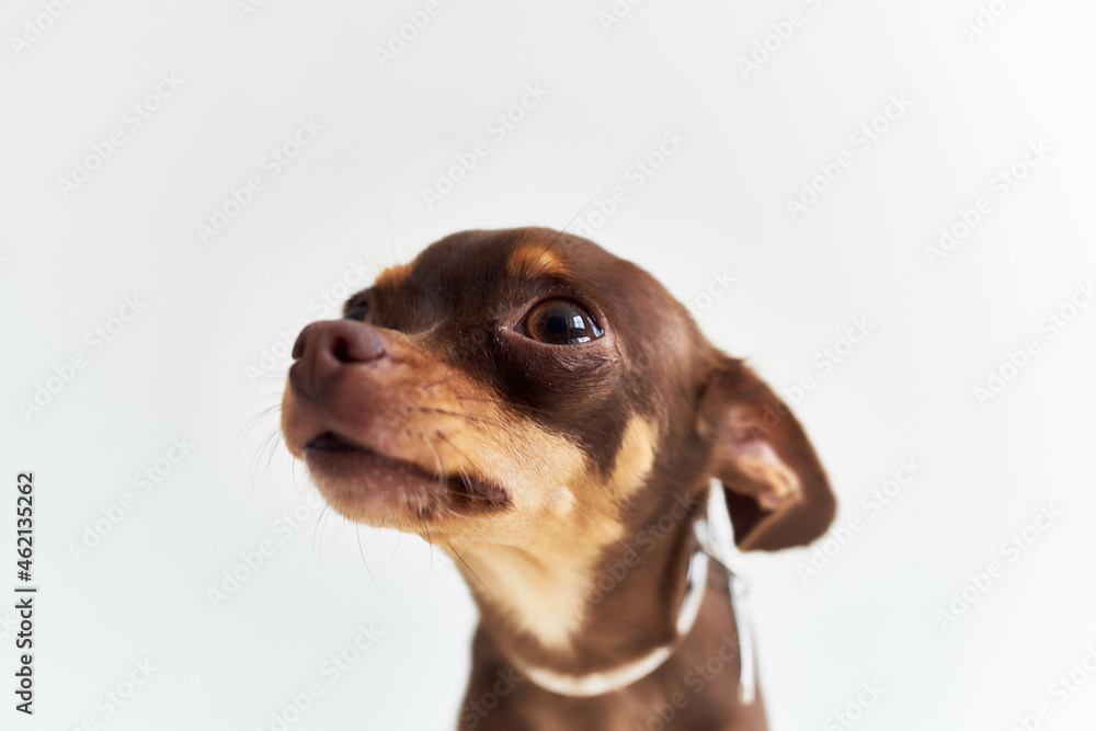 pet pedigree cute look isolated background pet pedigree cute look isolated background