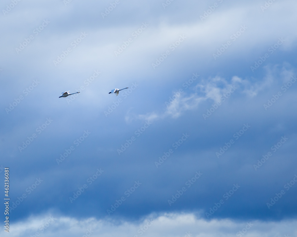 Swans flying in the blue sky