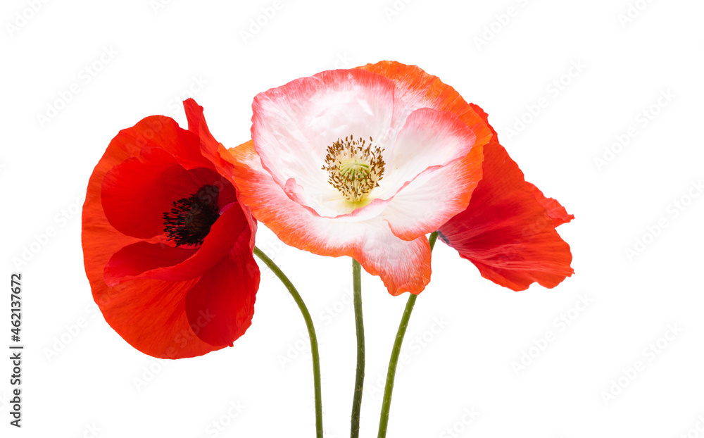 beautiful poppy flower isolated