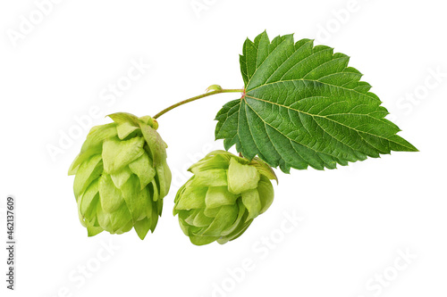 Hop cone isolated on white background. Hop plant for brewing beer.