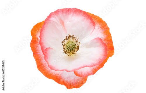 beautiful poppy flower isolated