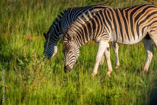 Zebra grazing during sunset