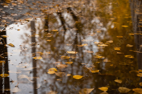 Autumn leaves on water back...