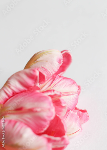 Pink tulips isolated on white background. Flowers composition. Pink tulip flowers on white background. Valentine's day, Mother's day concept. Flat lay, top view, copy space 