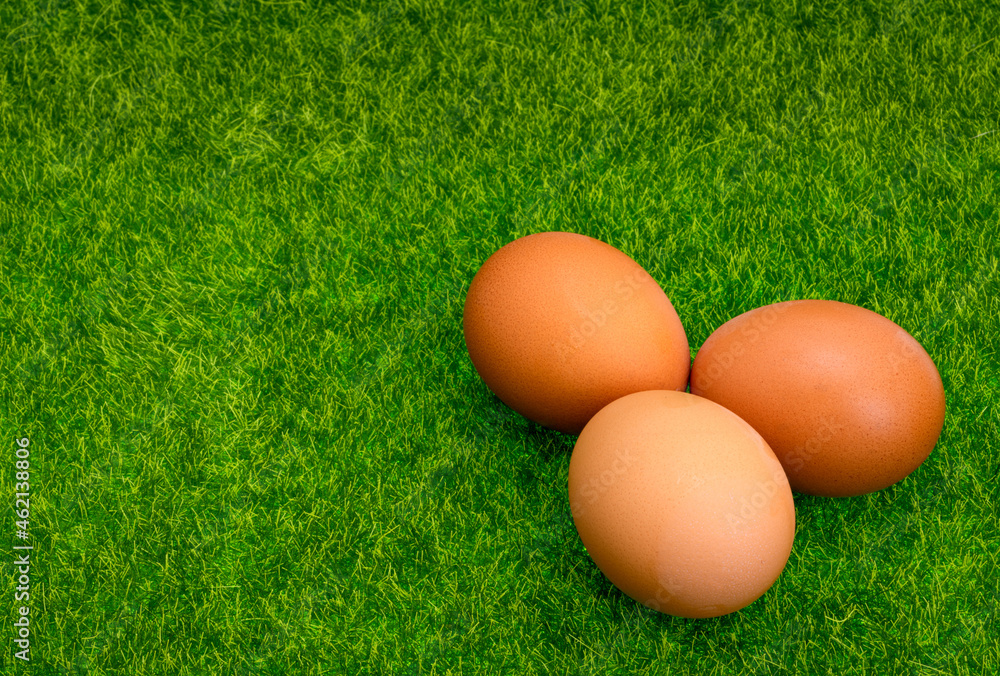 chicken eggs on green grass chicken eggs on green grass