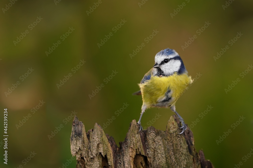 Portrait of a cute blue tit. Titmouse sitting on the tree stump. Cyanistes caeruleus Portrait of a cute blue tit. Titmouse sitting on the tree stump. Cyanistes caeruleus