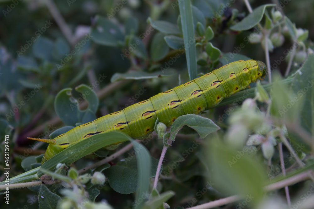 Green caterpillar with red spots climbing in a bush Green caterpillar with red spots climbing in a bush