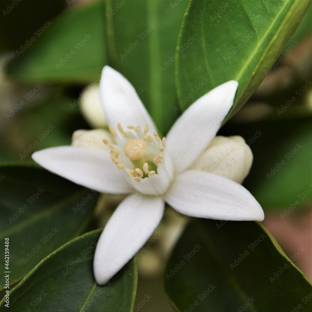 Close up of a white Orange blossom Close up of a white Orange blossom