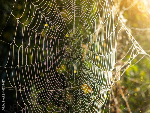 Close-up of a spider's web