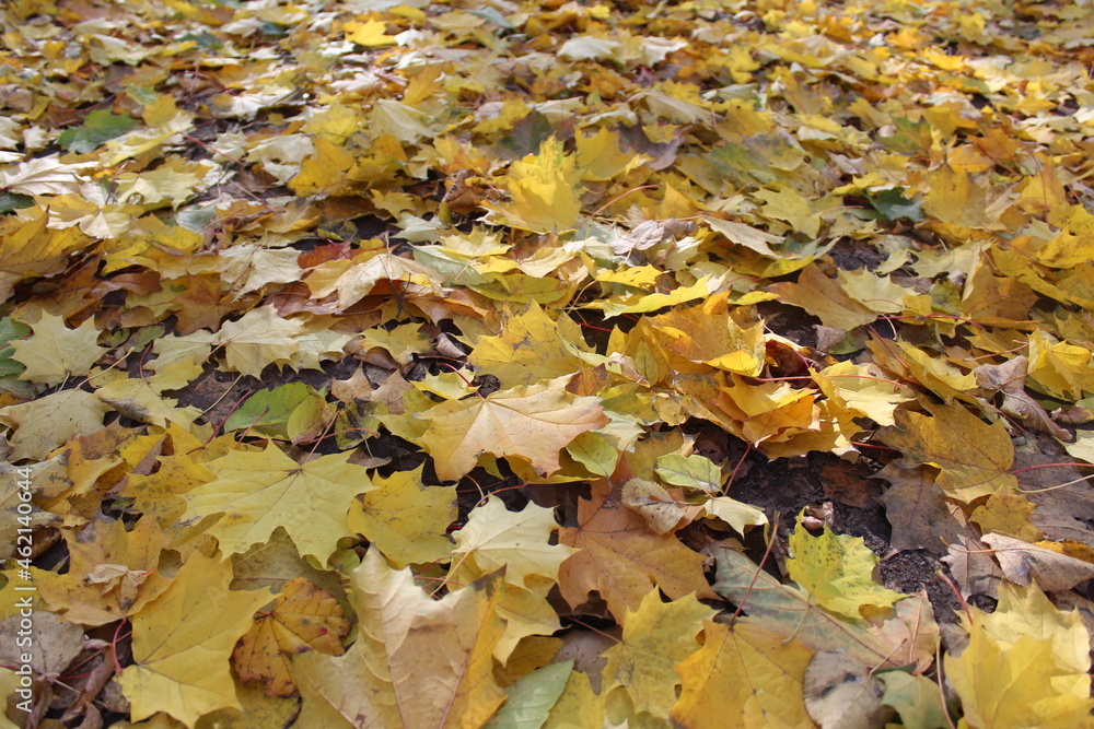 autumn yellow maple leaves on the ground autumn yellow maple leaves on the ground