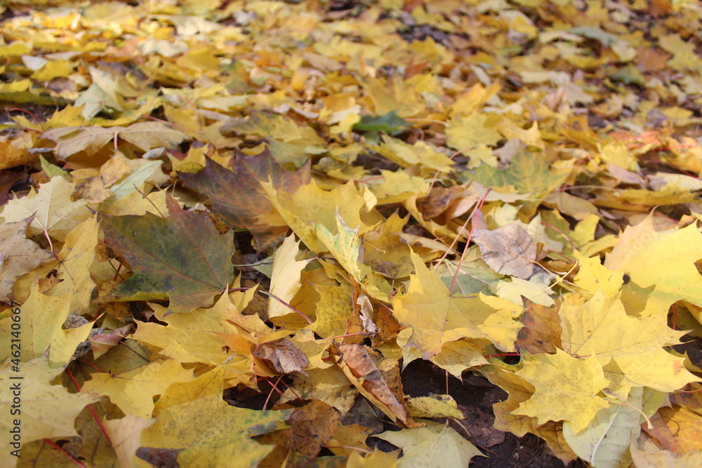autumn yellow maple leaves on the ground