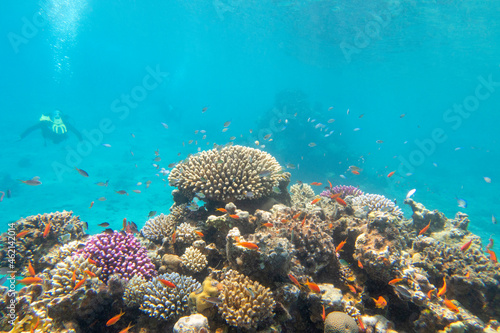 Colorful, picturesque coral reef at the sandy bottom of tropical sea, hard corals with green chromis fishes, underwater landscape