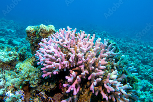 Fototapeta Naklejka Na Ścianę i Meble -  Colorful coral reef at the bottom of tropical sea, pink finger coral, underwater landscape