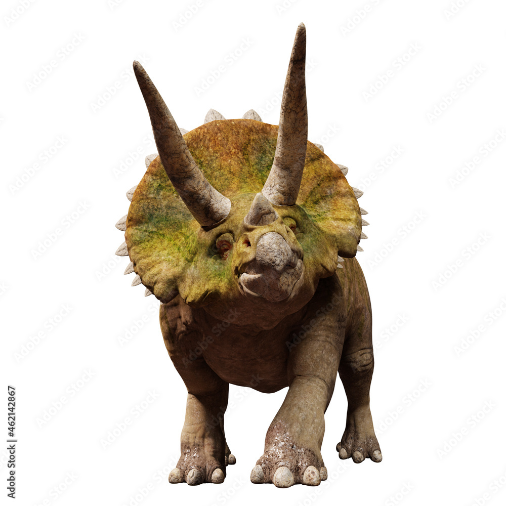 Fototapeta premium Triceratops horridus, dinosaur isolated on white background, front view