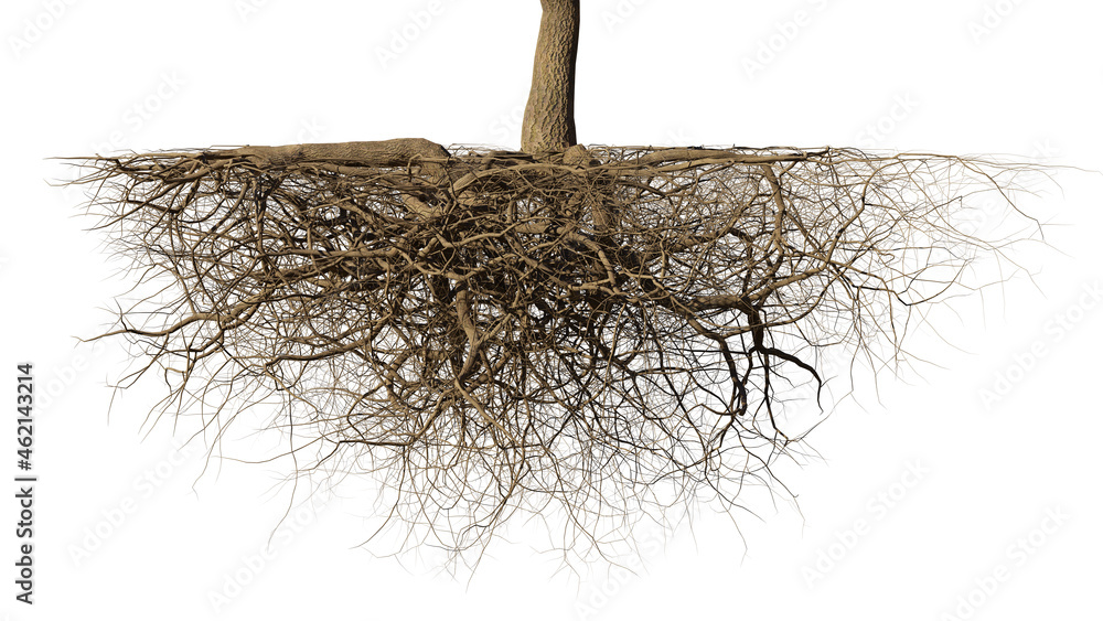 tree roots isolated on white background