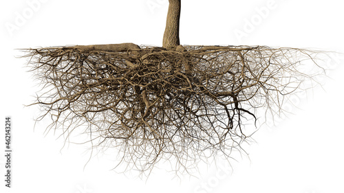 Obraz na płótnie tree roots isolated on white background w salonie