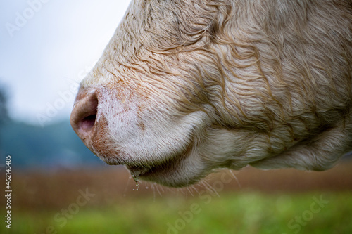 Charolais beef cattle. Cow head close-up of the snout. photo