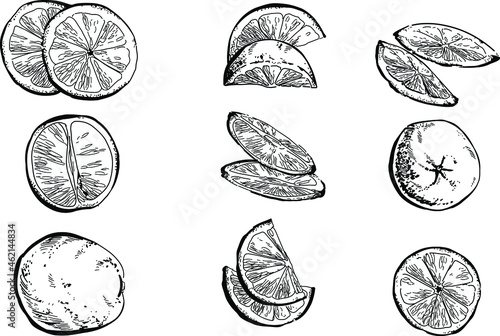 Black and white set of hand drawn lemon fruits