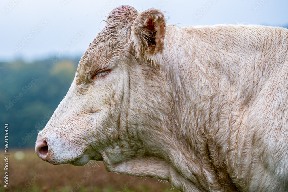 Fototapeta premium Charolais Cattle, white bull head side view.