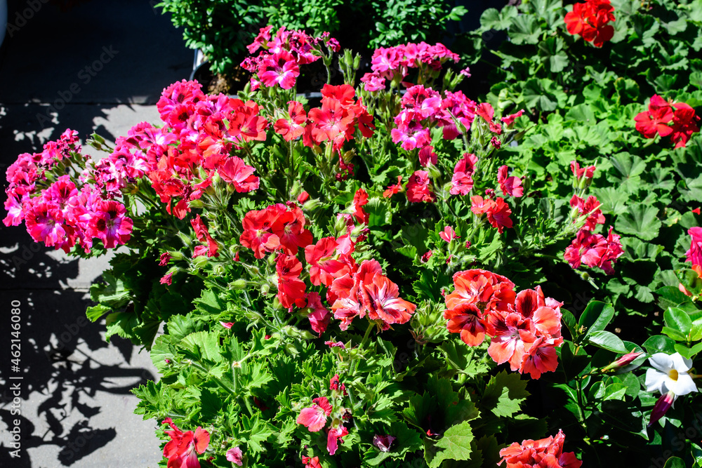 Vivid red and pink Pelargonium flowers, known as geraniums or storksbills and fresh green leaves in small pots in front of an old timber house in a sunny spring day, multicolor natural texture.