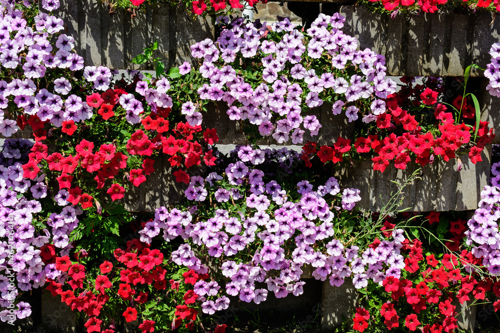 Large group of vivid red, purple and white Petunia axillaris flowers and green leaves in a garden pot in a sunny summer day.