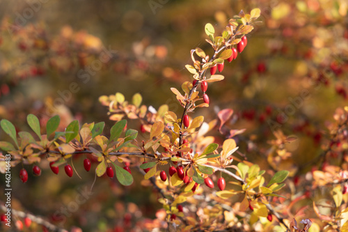 In Indian summer barberry bush with red berries with a beautiful bokeh © Dmitriy Os Ivanov