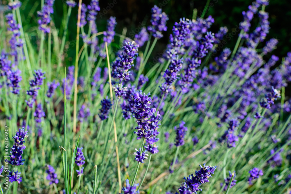 Many small blue lavender flowers in a garden in a sunny summer day photographed with selective focus, beautiful outdoor floral background.