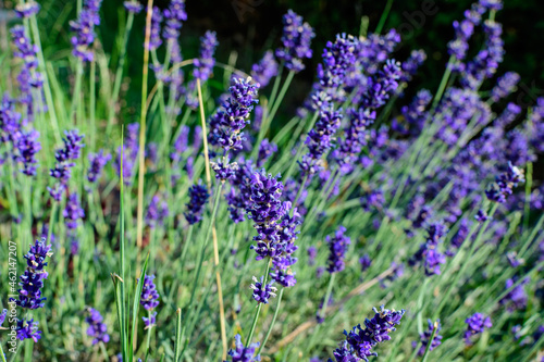 Fototapeta Naklejka Na Ścianę i Meble -  Many small blue lavender flowers in a garden in a sunny summer day photographed with selective focus, beautiful outdoor floral background.