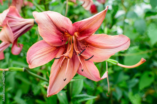 One large pink flower of Lilium or Lily plant in a British cottage style garden in a sunny summer day, beautiful outdoor floral background photographed with soft focus.