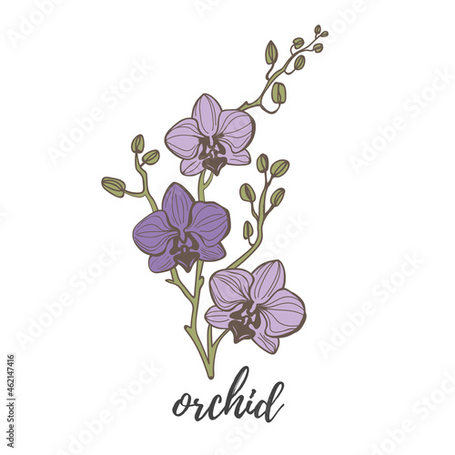 Vector line art illustration with orchid flowers in violet color on a white background.
