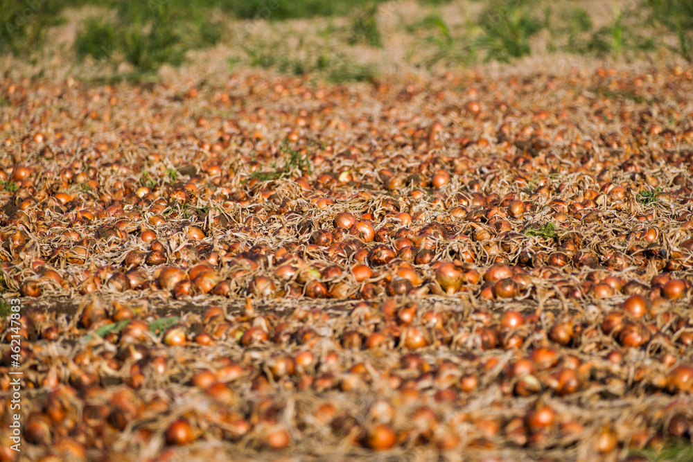 Large onion filed in autumn. Excavated onion crops on ground. Large onion filed in autumn. Excavated onion crops on ground.
