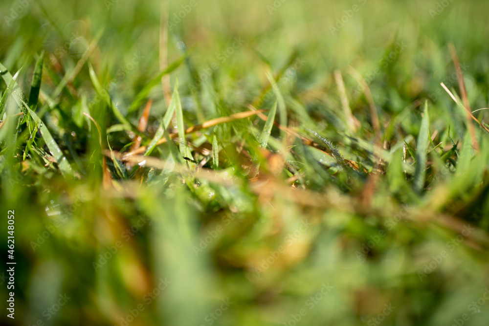 grass grass