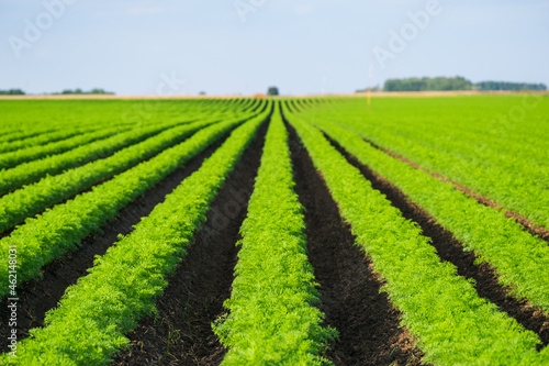 Carrot field. Long green rows of professionally cultivated carrot. Agriculture landscape on sunny day.