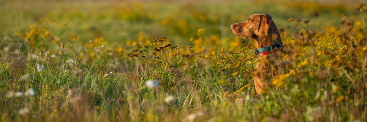 Beautiful male hungarian vizsla hunting dog outdoors portrait. Hunting dog stalking prey on a sunny autumn evening.